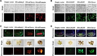 Optimizing the Protein Fluorescence Reporting System for Somatic Embryogenesis Regeneration Screening and Visual Labeling of Functional Genes in Cotton